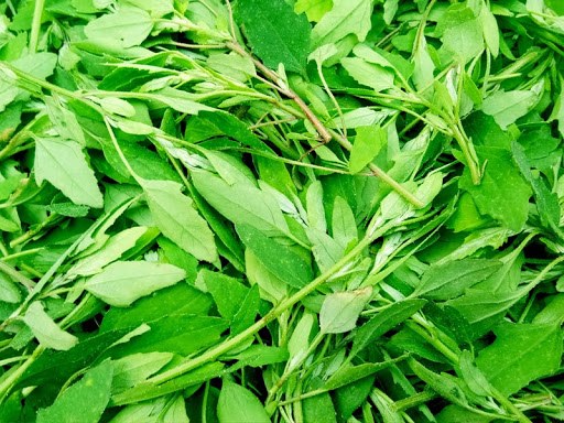 Bathu Leaves (Sell by LB) - Keemat Grocers